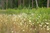 DSC08674.thumb.JPG.e21eb8e94045ba2515c840c89fa7b3b8.JPG