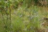 DSC08678.thumb.JPG.5da0a61cac24ea424f5e76cc3c1681c0.JPG