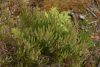 DSC08708.thumb.JPG.b4219507ae7d0c1e7da68f8131b8a8bd.JPG