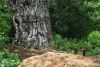DSC_0065.thumb.JPG.e9c4721e827d3d53ed29c3a435968246.JPG