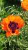 DSC_1175.thumb.JPG.8571aae9f384ab54ffa873fd66f1862c.JPG