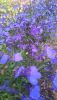 DSC_1231.thumb.JPG.d1083a1366cc7ec4e01654029b2af24e.JPG