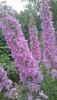 DSC_1240.thumb.JPG.0d56db6296329bf095e38bffa9861a05.JPG