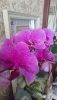 DSC_1394.thumb.JPG.c76a4fab3248aeefb753d8e658803cd6.JPG