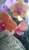 DSC_1395.thumb.JPG.307b3a4f8119e5ccea7f0a0179aa1a61.JPG