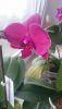 DSC_1397.thumb.JPG.eb7417a09bc913fbfa36b87c31f8d929.JPG