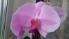 DSC_1398.thumb.JPG.d3483eed9ab8c244072919b0d221e745.JPG