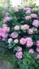 DSC_1436.thumb.JPG.75d9fd601fa8441b7a707123f659ef43.JPG