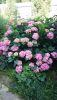 DSC_1437.thumb.JPG.342d37fc7a1a7f59402f721d1b328c5c.JPG
