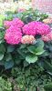 DSC_1438.thumb.JPG.87598f8c53560fea538a22591d5f2447.JPG