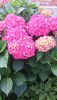 DSC_1439.thumb.JPG.384905ff21a1bdc8afbea3b79280a094.JPG