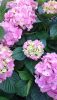 DSC_1444.thumb.JPG.fabdbeb96f12d3e20ed694535894b83f.JPG