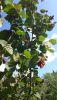 DSC_1446.thumb.JPG.c00ee080715978688ee194e5995c5e85.JPG