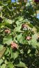 DSC_1447.thumb.JPG.962ec0eb046cf85c34f61cbe1194eba8.JPG