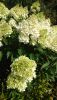 DSC_1451.thumb.JPG.11e2f101740225dec94af702a90668bf.JPG