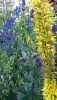 DSC_1454.thumb.JPG.09b8a81274540909930f06e446f41c0d.JPG
