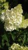 DSC_1456.thumb.JPG.05f4000194f98e6aa16a3a101081e3b0.JPG