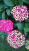 DSC_1459.thumb.JPG.09302cacb80270fd97cfabee2d7d421f.JPG