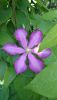 DSC_1461.thumb.JPG.bbd20c710b7368b93a7852863b63a8e7.JPG