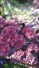 DSC_1463.thumb.JPG.e9660552323bc78d77a549dceb76db68.JPG