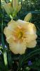 DSC_1467.thumb.JPG.b2d3cf67ad8f4eaa5d38d10553071fb5.JPG
