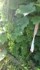 DSC_1469.thumb.JPG.745d7ea8164aa82f72269649a5d92879.JPG