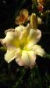 DSC_1474.thumb.JPG.10af2e99679aebfde01973d73f6ed585.JPG