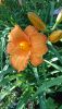 DSC_1475.thumb.JPG.c1342dcb55b8bdb0cd1f643ec01f9a1c.JPG