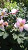 DSC_1478.thumb.JPG.1f81b123d0aef88daee33a04f6f92a2c.JPG