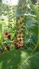 DSC_1484.thumb.JPG.5f8b9f24479276061dba23be1c16590f.JPG