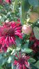 DSC_1485.thumb.JPG.36d6313239a0301fab1c41392c6acb2b.JPG