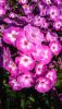 DSC_1486.thumb.JPG.00d5613cfa09549444fb30692d2ed251.JPG