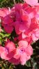 DSC_1487.thumb.JPG.5de41ea502495d0ed7e82fe5e6aeebc6.JPG