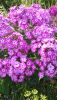 DSC_1488.thumb.JPG.dcf19caa4fdb1ba6afa4349328a6de36.JPG