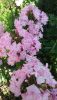 DSC_1489.thumb.JPG.a79d39737eecf0261a33d1c7026bf029.JPG