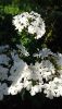 DSC_1490.thumb.JPG.a55900daf58186a136c0f86d3edca411.JPG