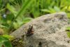 DSC_6987.thumb.JPG.b7344e2f435278de584f941fa7f17536.JPG