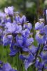 DSC_6993.thumb.JPG.07335393cdab696f5630008b9420d5cd.JPG