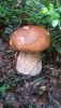 IMG-20190718-WA0018.thumb.jpg.0fff22aaa3d3ee8344e177f05fc4a005.jpg