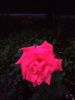 IMG_20190701_213654_HHT.thumb.jpg.e21caf86db2bd1445c89beab1319ddeb.jpg