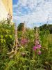 IMG_20190713_171735.thumb.jpg.bf392fafee6543fc56fc97f4e9be883f.jpg