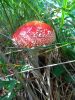IMG_20190714_154950.thumb.jpg.d87645b4c96fef8a184dd19dfc6822f5.jpg