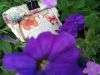 IMG_20190721_182618.thumb.jpg.46d7b6c59160cc8a2e5ce83aafe74298.jpg