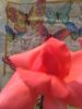 IMG_20190723_152537.thumb.jpg.a48d9d511379c3900a755847b55e0e55.jpg