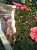 IMG_20190723_152610.thumb.jpg.7c2ad88d2ff98c7de4d744f698cb85d0.jpg