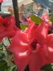 IMG_20190723_152656.thumb.jpg.3cafc49dd7602910555ccad7ce2c434d.jpg