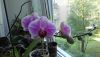 IMG_20190727_103155.thumb.jpg.97ccdc7a4d3168249b7d1f5b00d88996.jpg