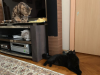 image.thumb.png.e74e0a47248c69612d16c20cd8239ff6.png