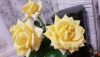 x9RGelhXCqA.thumb.jpg.7bd2c0f98634f5a28bc3e1676a36a15c.jpg