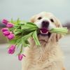 0058000a218f35f4569dc3847f02ef7b--golden-rule-golden-retrievers.thumb.jpg.cbab0b243ef4d10978a7664ba8fbb088.jpg